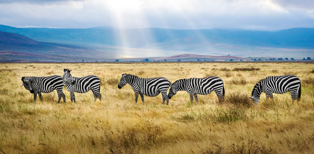 Small group tours